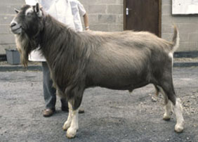 Ch. Byzantine Democrat