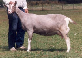 RM225 Dresden Duchesnay Q*9 BrCh